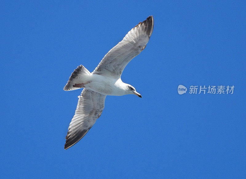 青鸥/孤立的海鸥在蓝天中飞翔的图像